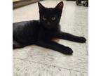 Adopt Ross a American Shorthair