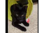 Adopt Lidl a American Shorthair