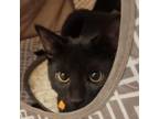Adopt TJ Maxx a American Shorthair