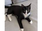 Adopt Ian Gallagher a Domestic Short Hair