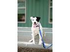 Adopt Ziggy a Australian Cattle Dog / Blue Heeler