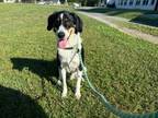 Adopt Zeke a Mountain Dog, Foxhound