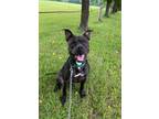 Adopt Biggie a Pit Bull Terrier, Terrier