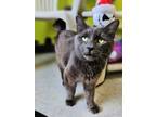 Adopt Clam Chowder a Domestic Medium Hair, Domestic Short Hair