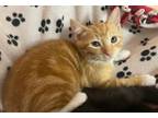Adopt Becket a Domestic Short Hair