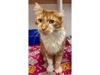 Adopt Jasper a Domestic Short Hair