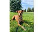 Adopt Waylon a Vizsla