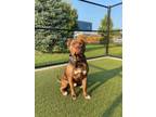 Adopt Rocky a Pit Bull Terrier