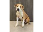 Adopt Destin a American Staffordshire Terrier