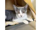 Adopt Jalapeno a Domestic Short Hair