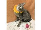 Adopt Paprika a Tabby, Domestic Short Hair