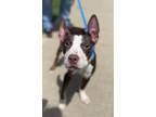 Adopt Sonar a Pit Bull Terrier, Mixed Breed