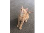 Adopt Colton a Domestic Short Hair, Tabby