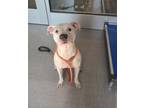 Adopt Hawk Yrly 262 a Boxer