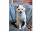 Adopt Biscuit a Domestic Short Hair