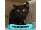Adopt Mars a Domestic Short Hair