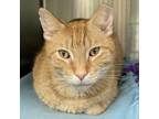 Adopt Toronto a Domestic Short Hair
