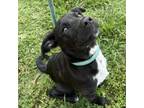 Adopt Ace a Labrador Retriever, Terrier
