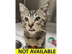 Adopt Harrison a Domestic Short Hair