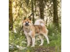 Adopt Moose a Akita, Hound