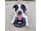 Adopt Hunter a Great Dane, Hound