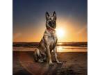 Adopt Vigo a Belgian Shepherd / Malinois