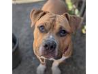 Adopt Jax (mcas) a Pit Bull Terrier