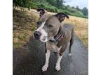 Adopt Dwayne The Rock Johnson a Pit Bull Terrier