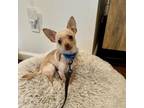 Adopt Funshine Bear a Mixed Breed