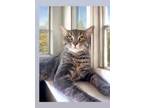 Adopt Moonbeam a American Shorthair