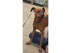 Adopt Zuma a Miniature Pinscher