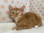 Adopt Willy a Domestic Short Hair