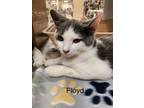 Adopt Floyd (24-604) a American Shorthair