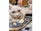 Adopt Willie (24-603) a American Shorthair