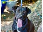 Adopt Chase Chevy a Labrador Retriever