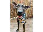 Adopt Teddy a Dutch Shepherd