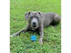 Adopt Pickles a American Staffordshire Terrier, Mixed Breed