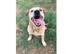 Adopt Big Boy a Australian Cattle Dog / Blue Heeler