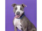 Adopt Rapha a Pit Bull Terrier