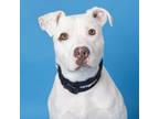 Adopt Bruno a Mixed Breed