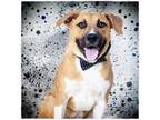 Adopt Spot a Mixed Breed