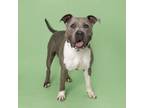 Adopt Cash a American Staffordshire Terrier