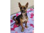 Adopt Alistair / AC 25695 T a Terrier, Jack Russell Terrier