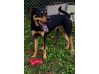 Adopt Buster a Doberman Pinscher, Chow Chow