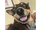 Adopt Shadowfax a Australian Cattle Dog / Blue Heeler