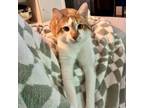 Adopt Learn to Swim a Domestic Short Hair