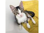 Adopt Baby June a Domestic Short Hair