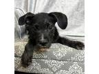 Adopt Cluckers a Schnauzer, Labrador Retriever