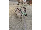 Young male and female Zebras ready