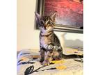 Adopt George #you-can-call-me-George a Tabby